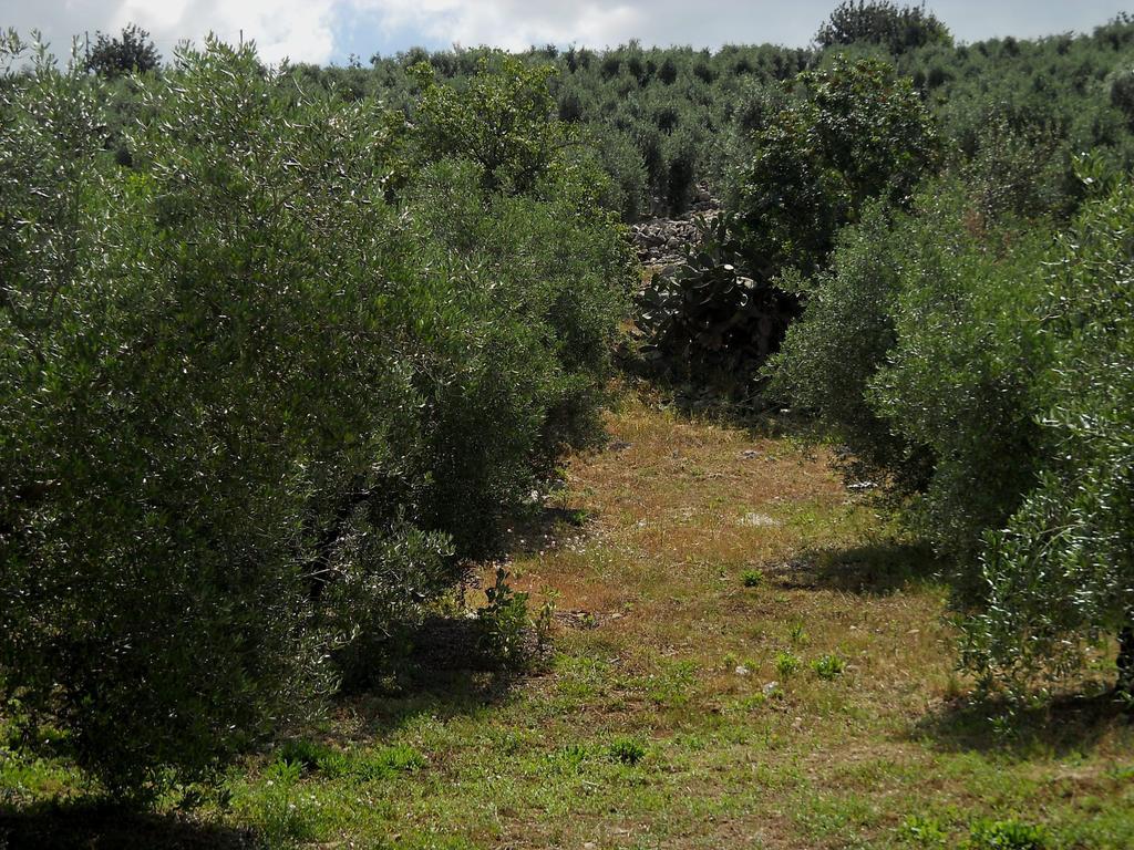 Agriturismo Casale Re Sonnino Kamer foto